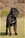 Ch. MASCALZONE LATINO - Triola Cane Corso